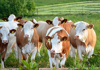 Cadre résultat et suivie